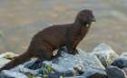 American mink pauses for a moment while foraging along a river bank in the arctic country Landscape Print